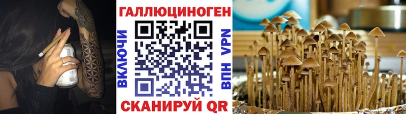Псилоцибиновые грибы GOLDEN TEACHER  где купить наркоту  Фокино 